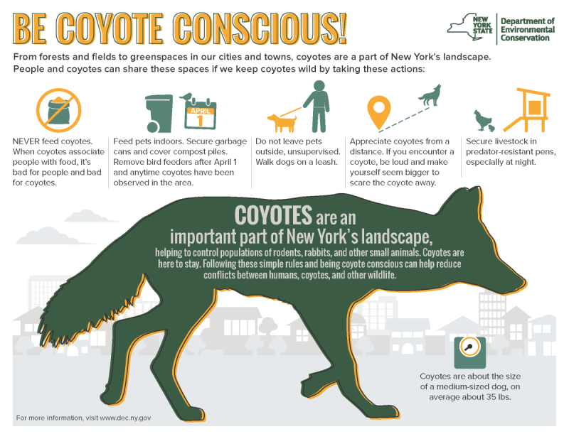 Be Coyote Conscious