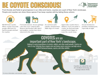 Coyote Conscious